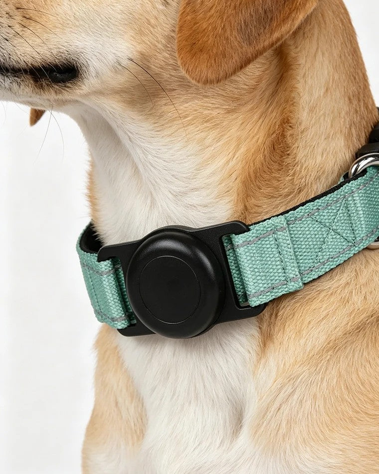 Dog wearing the HooPet collar